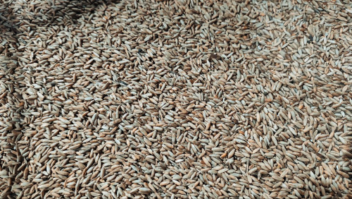 Рожь продовольственная , 40 кг Рожь продовольственная , 40 кг