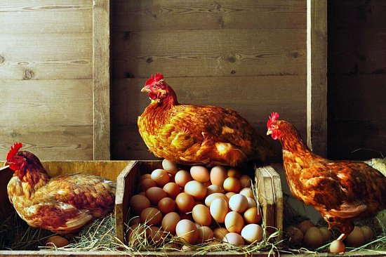 Куры не несут яйца: причины, норма яйценоскости, способы увеличения продуктивности